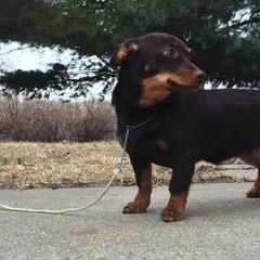 Grand Basset Griffon Vendeens and Lancashire Heelers from Mashury & Black Majesty Kennel