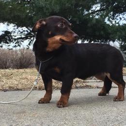 Grand Basset Griffon Vendeens and Lancashire Heelers from Mashury & Black Majesty Kennel