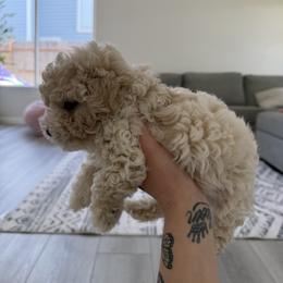 Poodle Puppies from Cuddle paws poodles