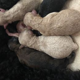 Poodle Puppies from Upper Echelon