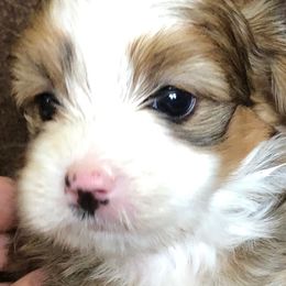 Bernedoodle Puppies from Mini Bernedoodle Babies- Indiana