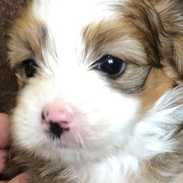 Bernedoodle Puppies from Mini Bernedoodle Babies- Indiana