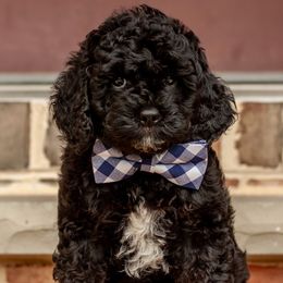 SodaPop - Black and white male Cockapoo puppy in Mt Bethel, Pennsylvania from Stasia’s Cutiepoos