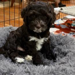 J.B. - Black and white male Cockapoo puppy in Lillington, North Carolina from Peace, Love, and Puppies at the Creek