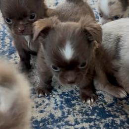 Astro - Chocolate and white male Chihuahua puppy in Breese, Illinois from Casey's Chihuahuas