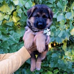 Teal collar - Black and red female German Shepherd puppy in Stockton, California from Zaragoza German Shepherds