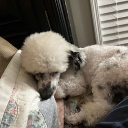 Spot - Poodle