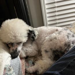 Spot - Poodle