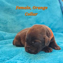 Snickers - Chocolate female Labrador Retriever puppy in Caledonia, Ohio from 7Cs Labs