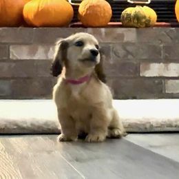 MIMI - Cream female Dachshund puppy in Visalia, California from DachGraston Dachshunds
