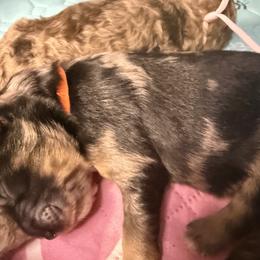 Macchiato - Blue merle female Bernedoodle puppy in Pittsburg, Illinois from Doodles on Rock Creek