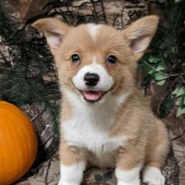 Pembroke Welsh Corgis from Heavenly Corgis