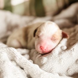Wolf - Blenheim male Cavapoo puppy in Idaho Falls, Idaho from Freckle Paw Family