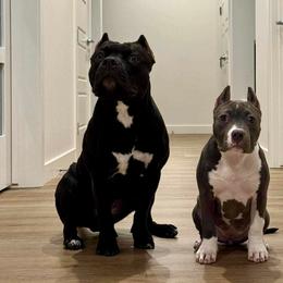 American Bully Puppies from Night Court Bullies