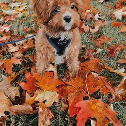 Assorted Doodle Crosses and Cavapoo Puppies from Chalk Creek Cavapoos and Cavapoochons
