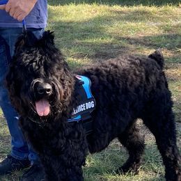 Yogi - Bouvier des Flandres