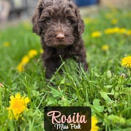 Rosita - Chocolate female Australian Labradoodle puppy in Richmond, Kentucky from Happy Time Doodles