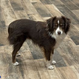 Luke Leo - Miniature Australian Shepherd