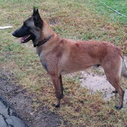 Huck - Belgian Malinois