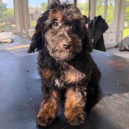 Lily - Phantom female Bernedoodle puppy in North Royalton, Ohio from Johnson's Doodles
