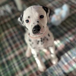 Dalmatians from Gaelic’s