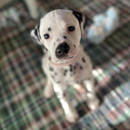 Dalmatians from Gaelic’s