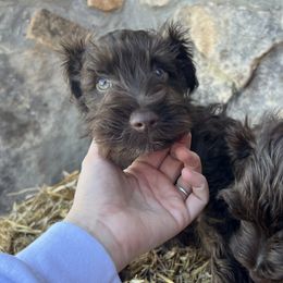 Miniature Schnauzers and Scottish Terriers from Oodles of Cuties!