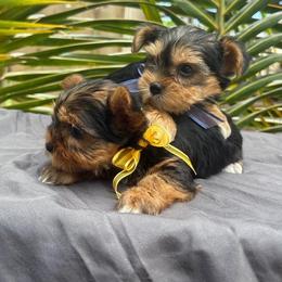 Mana Blair Blue - Blue and gold male Yorkshire Terrier puppy in Waianae, Hawaii from Makanalani Yorkies and Iggys