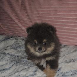 Déja rêvé - Blue and tan female Pomeranian puppy in Angleton, Texas from Pomeranian Palace, LLC