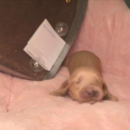 Puddin - Cream male Dachshund puppy in Bristol, Tennessee from It's Mini Wieners Baby