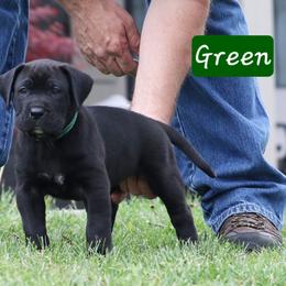 Green Collar - Black male Perro de Presa Canario puppy in Pocahontas, Illinois from Cabeza Grande Kennel