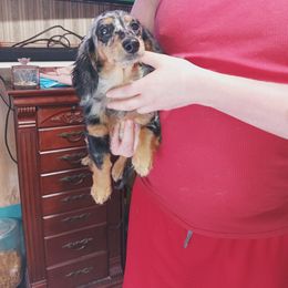 Prinny - Dachshund