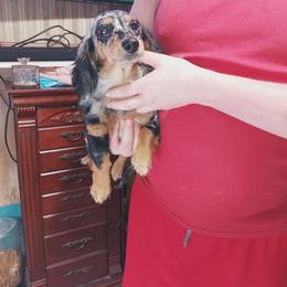 Prinny - Dachshund