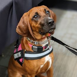INDY - Redbone Coonhound