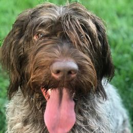 Rosie - Wirehaired Pointing Griffon