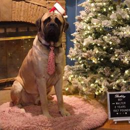 Walter - Mastiff