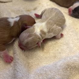 Lilac female - Lilac female Boston Terrier puppy in Mc Donough, Georgia from Ballard Boston Terriers