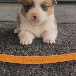 Orange Collar - Sable male Pembroke Welsh Corgi puppy in Boaz, Alabama from Brumblow’s Kennel