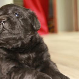 Labrador Retriever Puppies from Kyla Flora