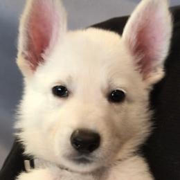 Boy 5 - male German Shepherd puppy in Santa Rosa Valley, California from Diamond White German Shepherds