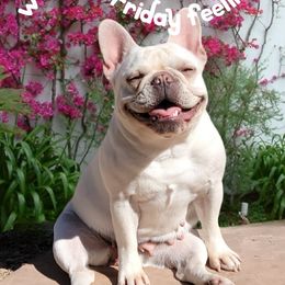 Libby - French Bulldog