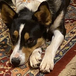 Border Collies from Johnson Farm