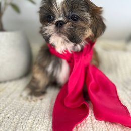 Aubre - Shih Tzu puppy from Shihtzu Legacy