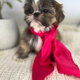 Aubre - Shih Tzu puppy from Shihtzu Legacy