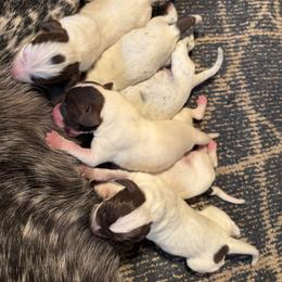Girl 3 - Liver and white female German Shorthaired Pointer puppy in New Bedford, Massachusetts from Foot Hunter Kennel