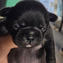 Hoshi - Black female Pug puppy in Madera, California from Hills Pugs