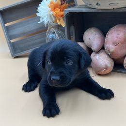 Purple - Black female Labrador Retriever puppy in Heath Springs, South Carolina from Rich Hill Retrievers