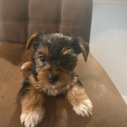 Ann - Chocolate, tan and white female Yorkshire Terrier puppy in Jacksonville, Florida from Lake Shore Yorkies