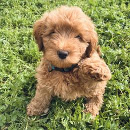 Gus - Apricot male Goldendoodle puppy in Millville, California from Hope Lane Kennels