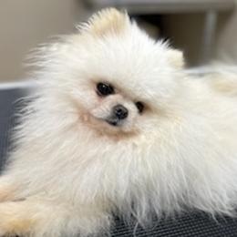 Pomeranians from Royal Palace